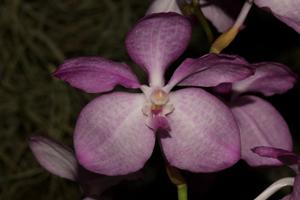 Vanda coerulea