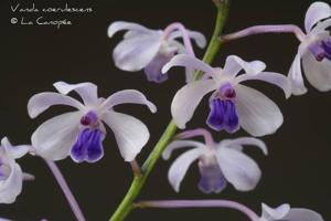 Vanda coerulescens