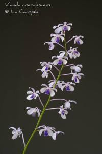 Vanda coerulescens