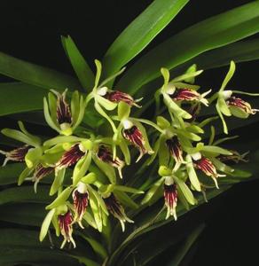 Vanda cristata