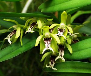 Vanda cristata