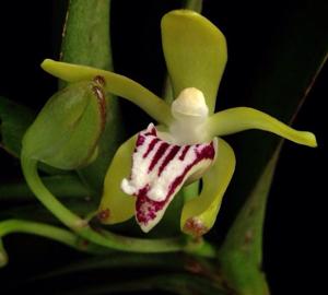 Vanda cristata