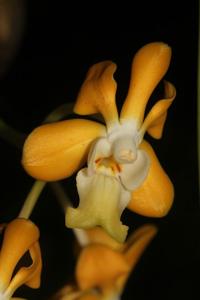 Vanda denisoniana