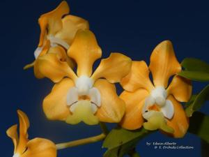 Vanda denisoniana