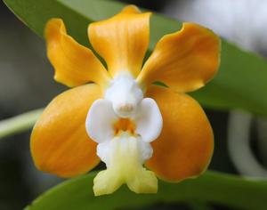 Vanda denisoniana