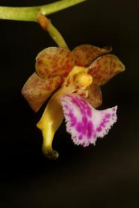 Vanda flabellata