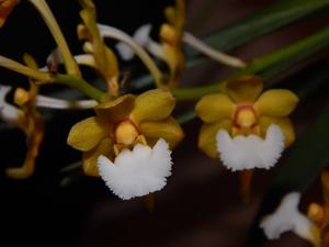 Vanda flabellata