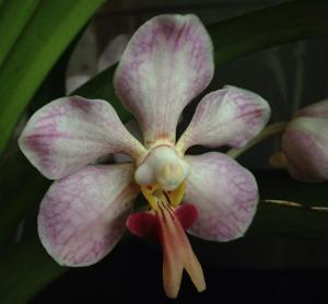 Vanda foetida