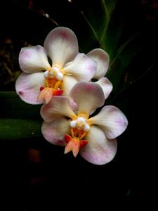 Vanda foetida