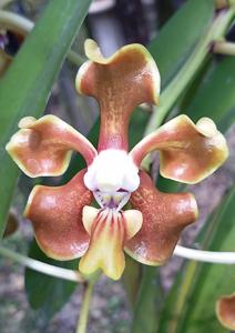 Vanda hindsii