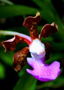 Vanda insignis