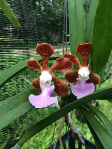 Vanda insignis