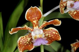 Vanda tricolor