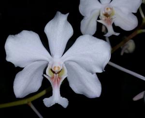 Vanda javierae