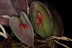 Acianthera prolifera