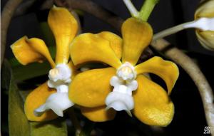 Vanda limbata