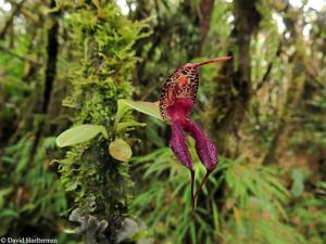 Masdevallia heteroptera