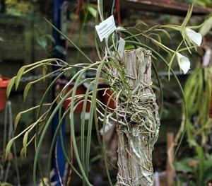 Brassavola tuberculata