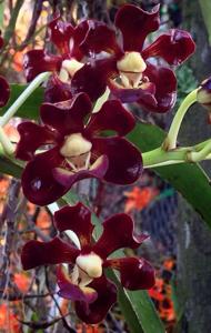 Vanda merrillii