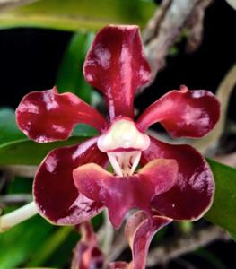 Vanda merrillii