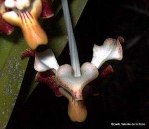 Vanda merrillii