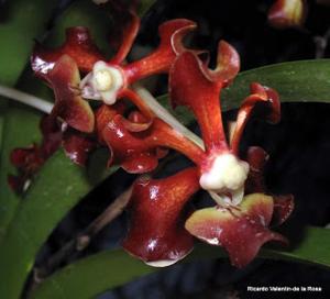 Vanda merrillii