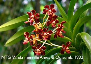 Vanda merrillii