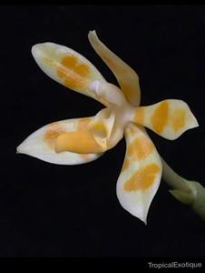 Phalaenopsis maculata