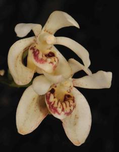 Vanda flavobrunnea