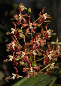 Vanda roeblingiana