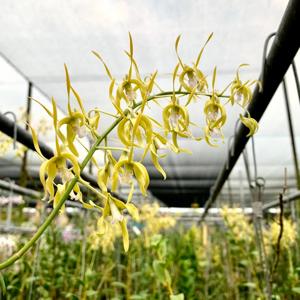 Dendrobium hamiferum