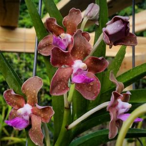 Vanda tessellata