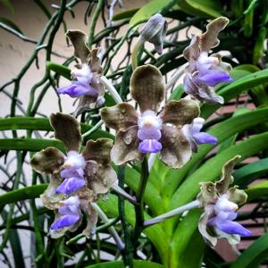 Vanda tessellata