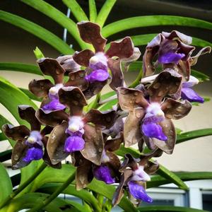 Vanda tessellata