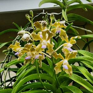 Vanda tessellata