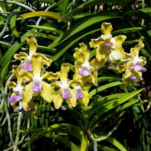 Vanda tessellata