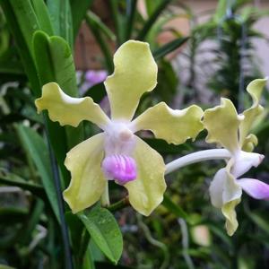 Vanda tessellata