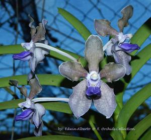 Vanda tessellata