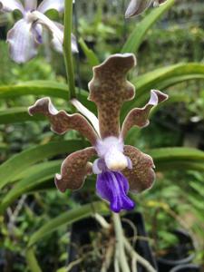 Vanda tessellata