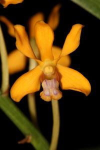 Vanda testacea