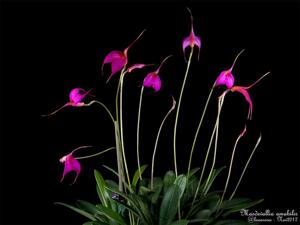 Masdevallia amabilis