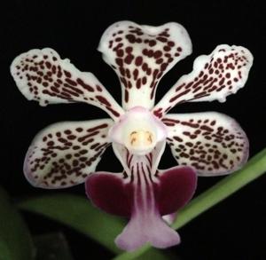 Vanda suavis