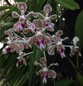 Vanda suavis