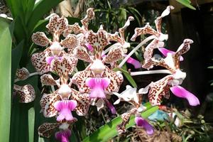 Vanda tricolor