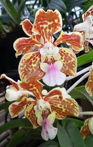 Vanda tricolor