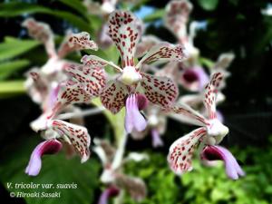 Vanda suavis