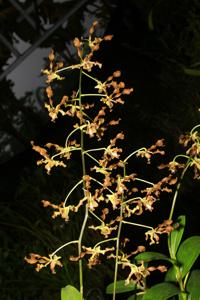 Dendrobium discolor