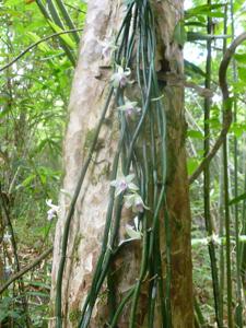 Vanilla aphylla