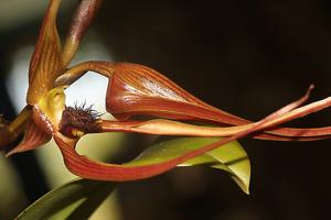 Bulbophyllum klabatense subsp. sulawesii