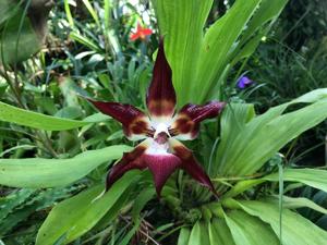 Huntleya wallisii